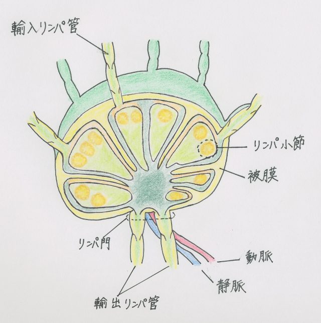 イラスト